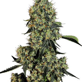 OG Kush Feminised Seeds OG Kush Feminised Seeds
