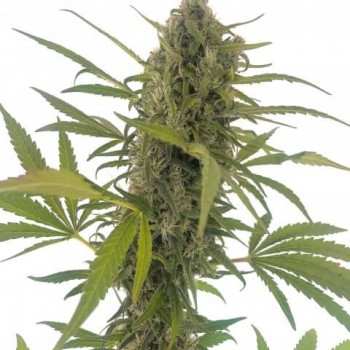 Gorilla Snow Ultra CBD Feminised Seeds Gorilla Snow Ultra CBD Feminised Seeds