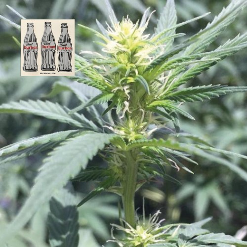 Diet Durban THCV 1:1 Feminised Seeds Diet Durban THCV 1:1 Feminised Seeds