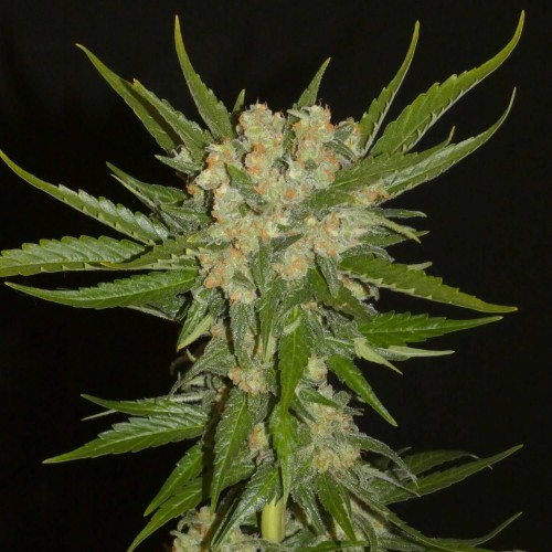 Aladdin's Skunk Regular Seeds Aladdin's Skunk Regular Seeds