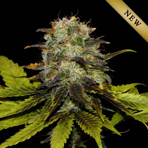 Persian Prince Regular Seeds