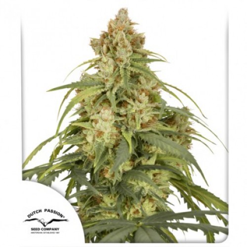 CBD-Victory Auto Feminised Seeds