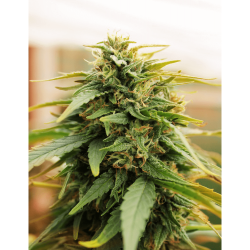 Deep Forest Super Auto Feminised Seeds