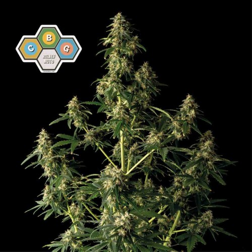 CBG Relief Auto Feminised Seeds CBG Relief Auto Feminised Seeds