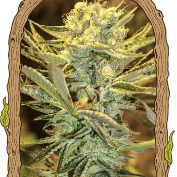 Hippieberry Feminised Seeds Hippieberry Feminised Seeds