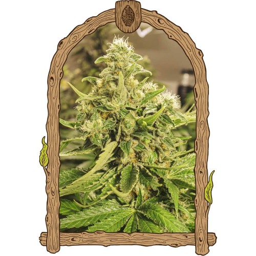 Exotic Pure CBG Feminised Seeds Exotic Pure CBG Feminised Seeds