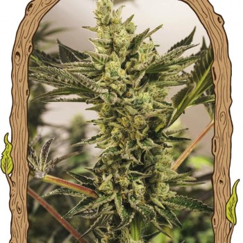 Banana Mash Auto Feminised Seeds Banana Mash Auto Feminised Seeds