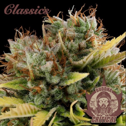 Buddha Classics Critical Feminised Seeds Buddha Classics Critical Feminised Seeds