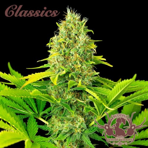Buddha Classics White Widow Auto Feminised Seeds Buddha Classics White Widow Auto Feminised Seeds