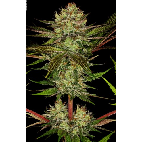 Chocolate Wafflez Feminised Seeds