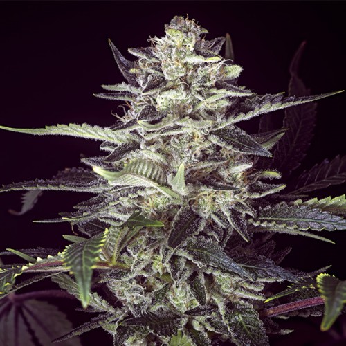 Brain Stroke Auto Feminised Seeds Brain Stroke Auto Feminised Seeds