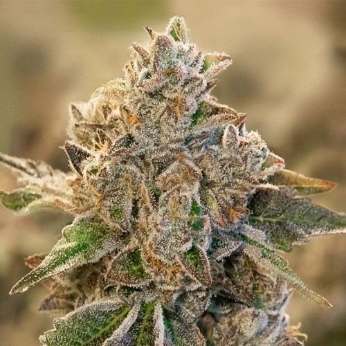 Do Si Face Auto Feminised Seeds Do Si Face Auto Feminised Seeds