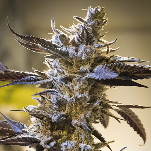 Ghost Train OG Auto Feminised Seeds Ghost Train OG Auto Feminised Seeds