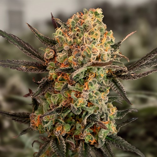 Gorilla Cookies Auto Feminised Seeds Gorilla Cookies Auto Feminised Seeds