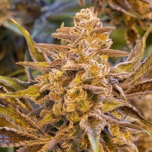High Voltage Auto Feminised Seeds