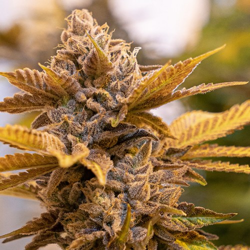 Alien Candy Kush FAST Feminised Seeds Alien Candy Kush FAST Feminised Seeds