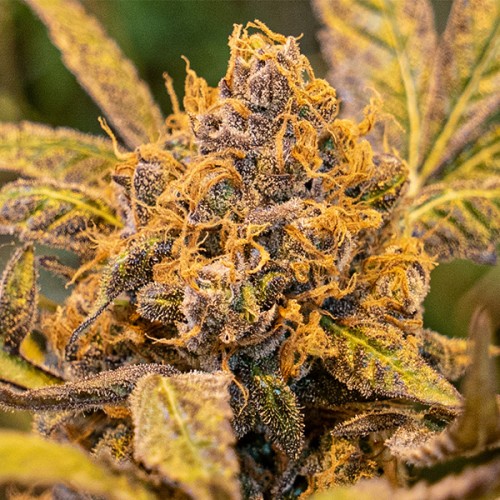 High Voltage FAST Feminised Seeds