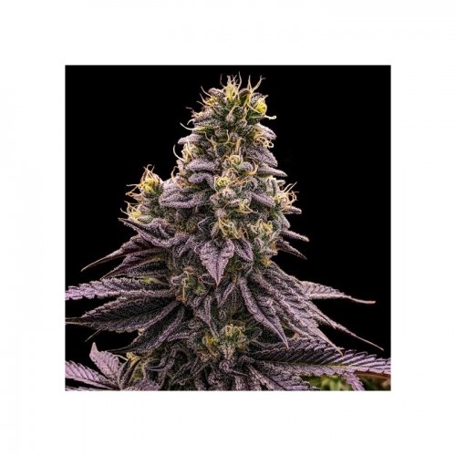 Zombie Bride Feminised Seeds Zombie Bride Feminised Seeds