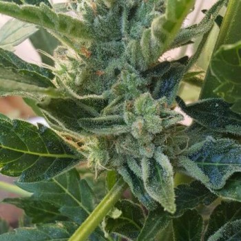 Banana Zkittlez Auto Feminised Seeds Banana Zkittlez Auto Feminised Seeds