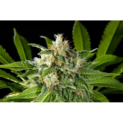 Da Critical Feminised Seeds
