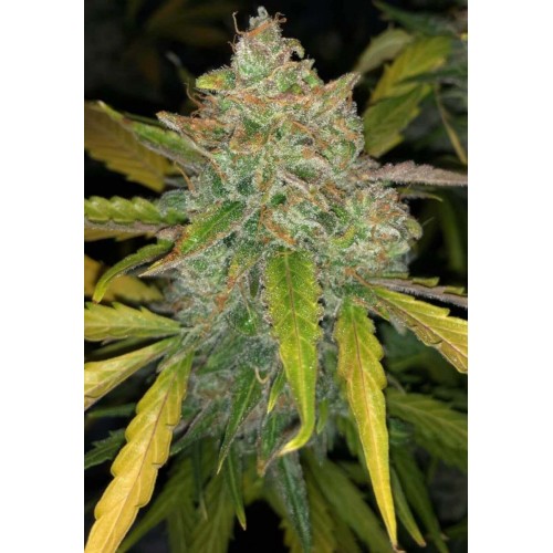 Purple Sunset Auto Feminised Seeds