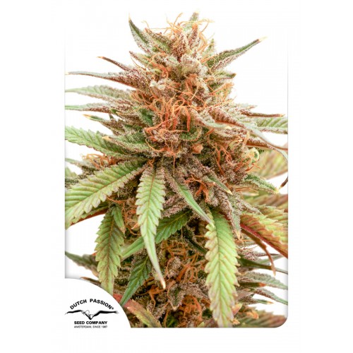 Durban Dew Feminised Seeds Durban Dew Feminised Seeds