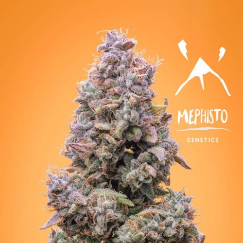 Mango Smile Auto Feminised Seeds Mango Smile Auto Feminised Seeds