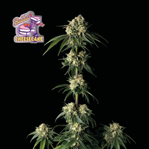 Bubba Cheesecake Feminised Seeds Bubba Cheesecake Feminised Seeds