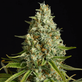 Amnesia Lemon Feminised Seeds Amnesia Lemon Feminised Seeds