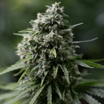 Critical+ 2.0 Feminised Seeds Critical+ 2.0 Feminised Seeds