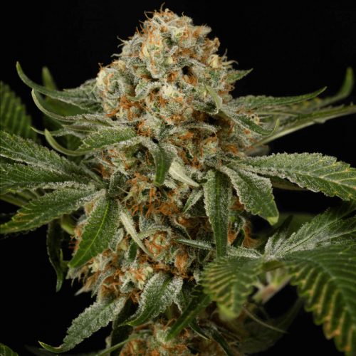 OG Kush Feminised Seeds OG Kush Feminised Seeds