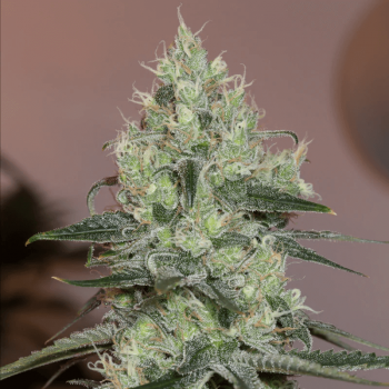Original Amnesia Feminised Seeds Original Amnesia Feminised Seeds