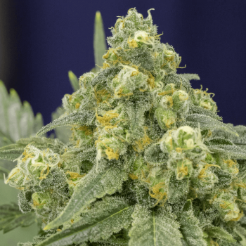 White Widow Feminised Seeds White Widow Feminised Seeds