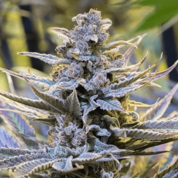 Cookielato Feminised Seeds Cookielato Feminised Seeds