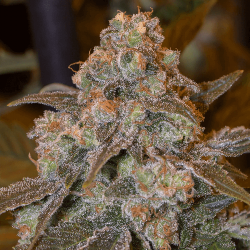 Gorilla Frost Feminised Seeds Gorilla Frost Feminised Seeds