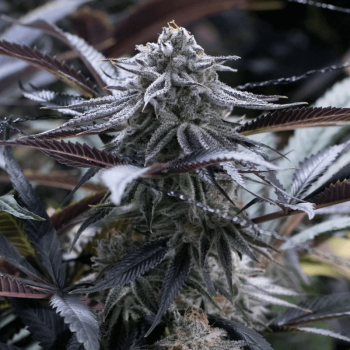 Grape Juice Feminised Seeds Grape Juice Feminised Seeds