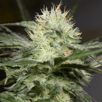Lemon Sorbet Feminised Seeds Lemon Sorbet Feminised Seeds