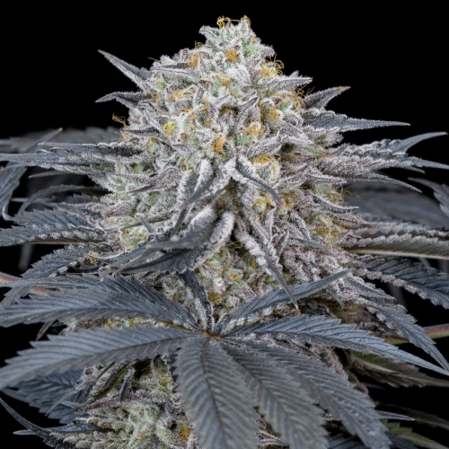 Watermelon Runtz Feminised Seeds Watermelon Runtz Feminised Seeds