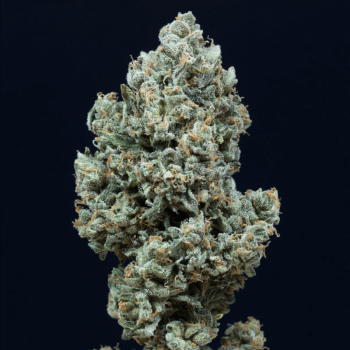 Critical+ 2.0 Auto Feminised Seeds Critical+ 2.0 Auto Feminised Seeds