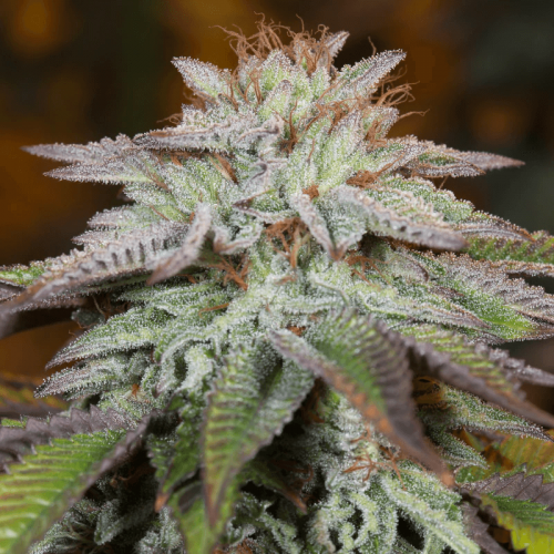 L.A. Vanilla Cake Auto Feminised Seeds L.A. Vanilla Cake Auto Feminised Seeds