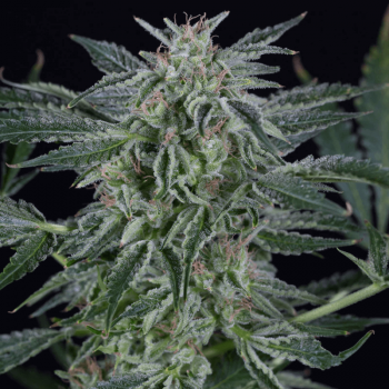 Critical Jack Auto Feminised Seeds Critical Jack Auto Feminised Seeds