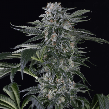 Moby Dick Auto Feminised Seeds Moby Dick Auto Feminised Seeds