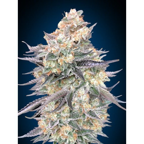 Blue Dream Feminised Seeds Blue Dream Feminised Seeds