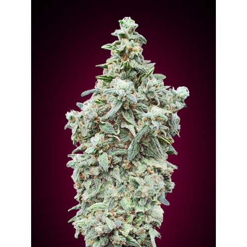 Cherry Pie Fast Feminised Seeds