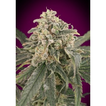 Amnesia XXL Auto Feminised Seeds
