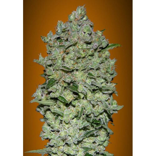 Biodiesel Mass XXL Auto Feminised Seeds Biodiesel Mass XXL Auto Feminised Seeds