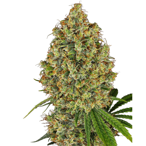 AK-420 Feminised Seeds AK-420 Feminised Seeds