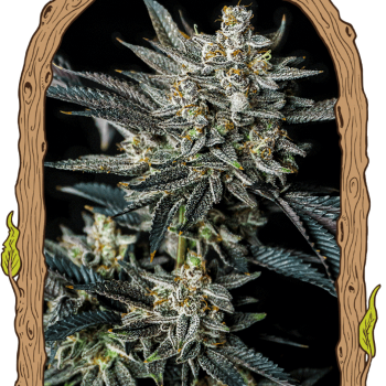 Jelly Bananas Auto Feminised Seeds Jelly Bananas Auto Feminised Seeds