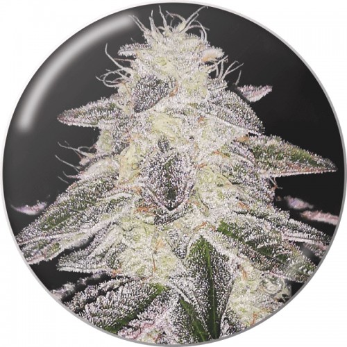 Medical Runntz Feminised Seeds Medical Runntz Feminised Seeds
