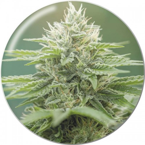 Eboshi CBG Feminised Seeds Eboshi CBG Feminised Seeds